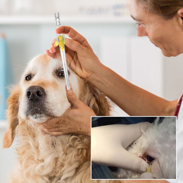 Veterinary Iv Catheter - Image 7