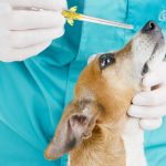 Disposable Veterinary Catheters - Image 2