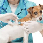 Disposable Veterinary Catheters - Image 3