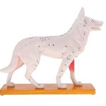 Anatomical Dog Model - Image 2