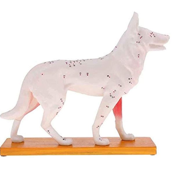 Anatomical Dog Model - Image 2