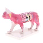 Cat Feline Acupuncture Model - Image 3