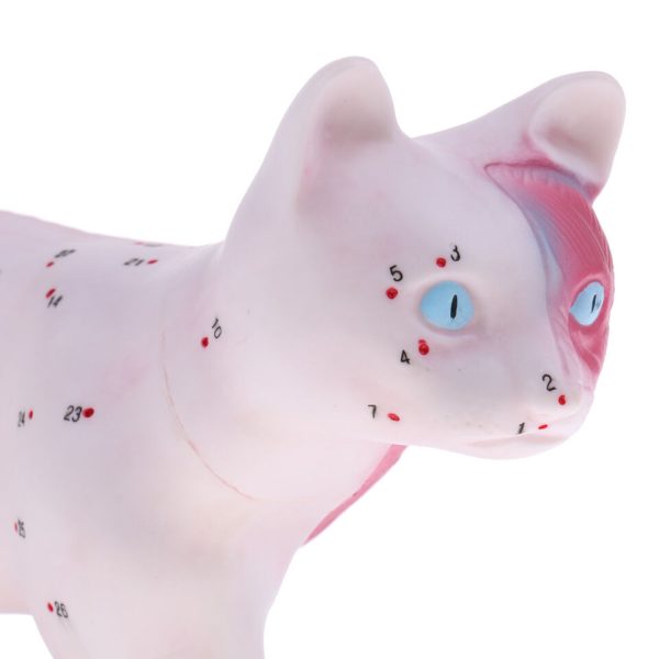Cat Feline Acupuncture Model - Image 5