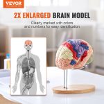 VEVOR Human Brain Model Anatomy
