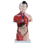 Human 42cm Female Torso - Image 5