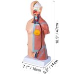 45cm Unisex Torso Anatomy Model - Image 4
