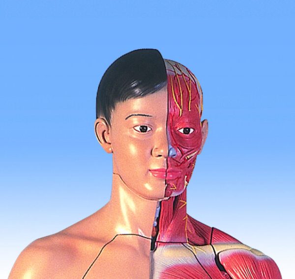 Asian Muscular Figure