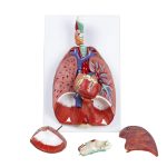 Human Respiratory System - Image 3