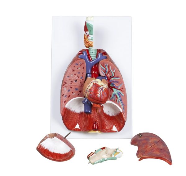 Human Respiratory System - Image 3