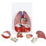 Human Respiratory System - Image 4