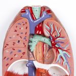 Human Respiratory System - Image 5
