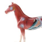 Animal Acupuncture Point Model - Image 4