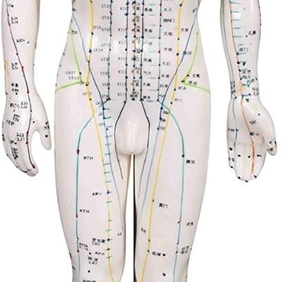 Male Model/Height 24"