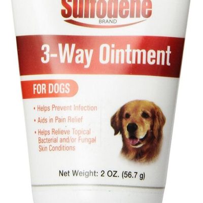 Infection Prevention for Dogs