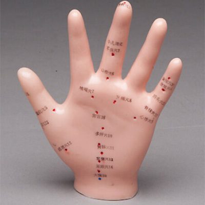 Hand Acupuncture Anatomical Model