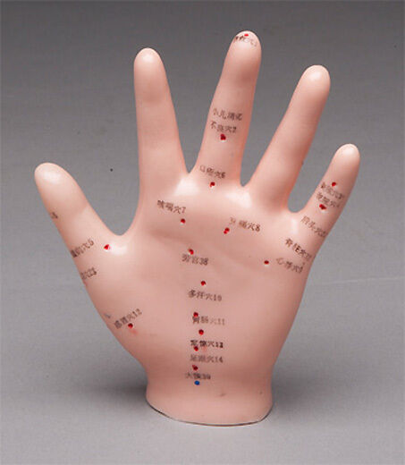 Hand Acupuncture Anatomical Model