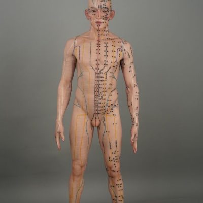 Human Body Acupuncture Model