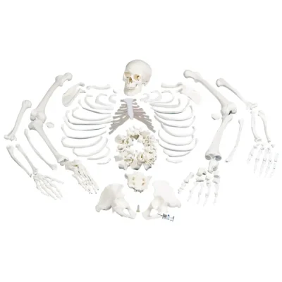 Disarticulated Human Skeleton Model