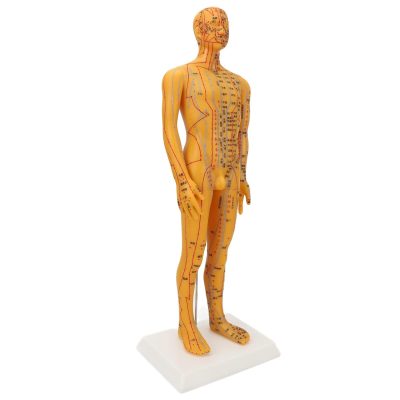 Human Body Acupuncture Model