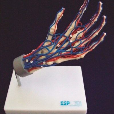 Vascular Hand Model