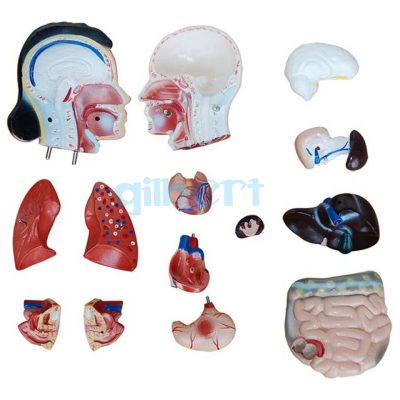 Human 42cm Female Torso