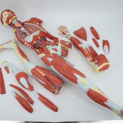 Human muscles with internal organs