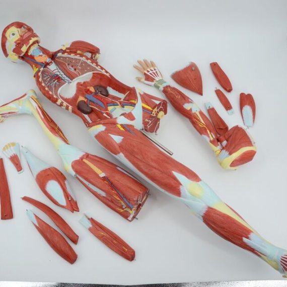Human muscles with internal organs