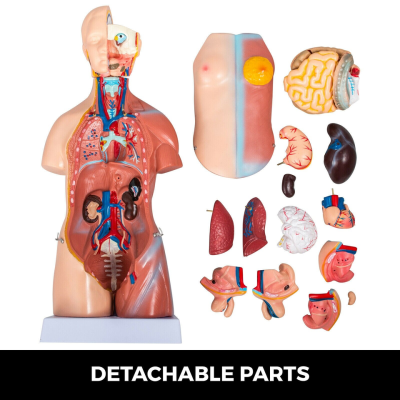 45cm Unisex Torso Anatomy Model