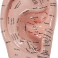 Ear Model Reflexology Acupoint