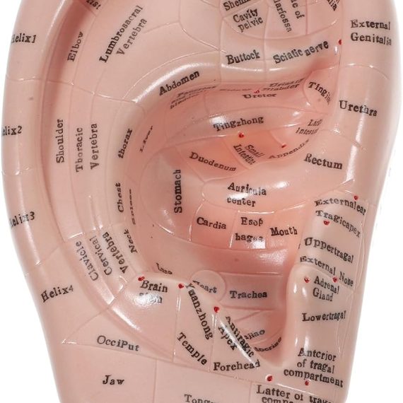 Ear Model Reflexology Acupoint