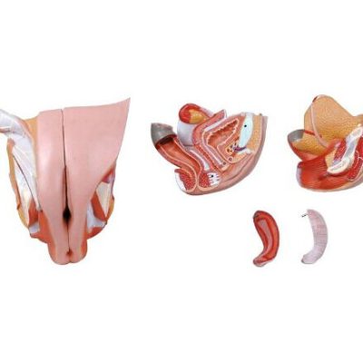 Female Genital Organ Model