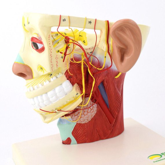 Nerves of Head Skull