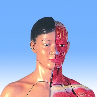 Asian Muscular Figure