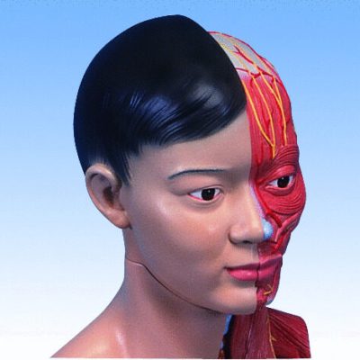 Dual-Sex Torso with muscular arm