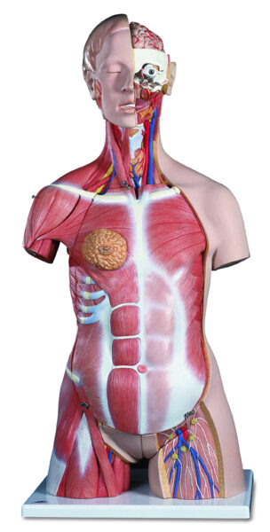 3B Deluxe Dual-Sex Muscle-Torso
