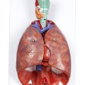 Human Respiratory System