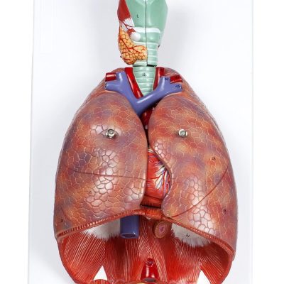 Human Respiratory System
