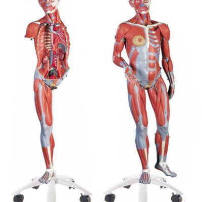Deluxe Dual Sex Muscle Figure