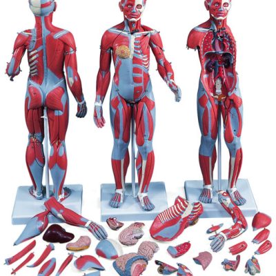 3B Complete Female Muscular Figure