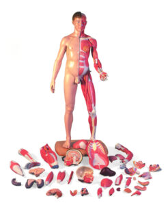 3B Dual-Sex Life size