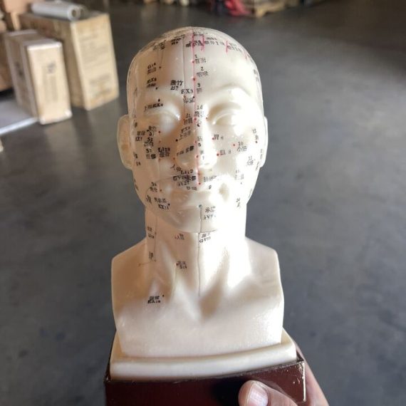 Acupuncture Head Model with Stand