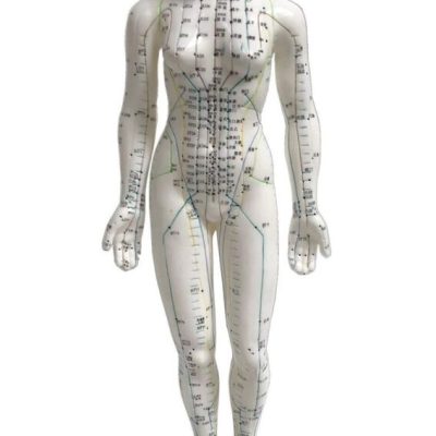 Female Acupuncture Model