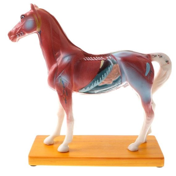 Animal Acupuncture Point Model
